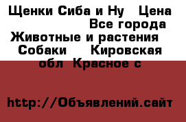 Щенки Сиба и Ну › Цена ­ 35000-85000 - Все города Животные и растения » Собаки   . Кировская обл.,Красное с.